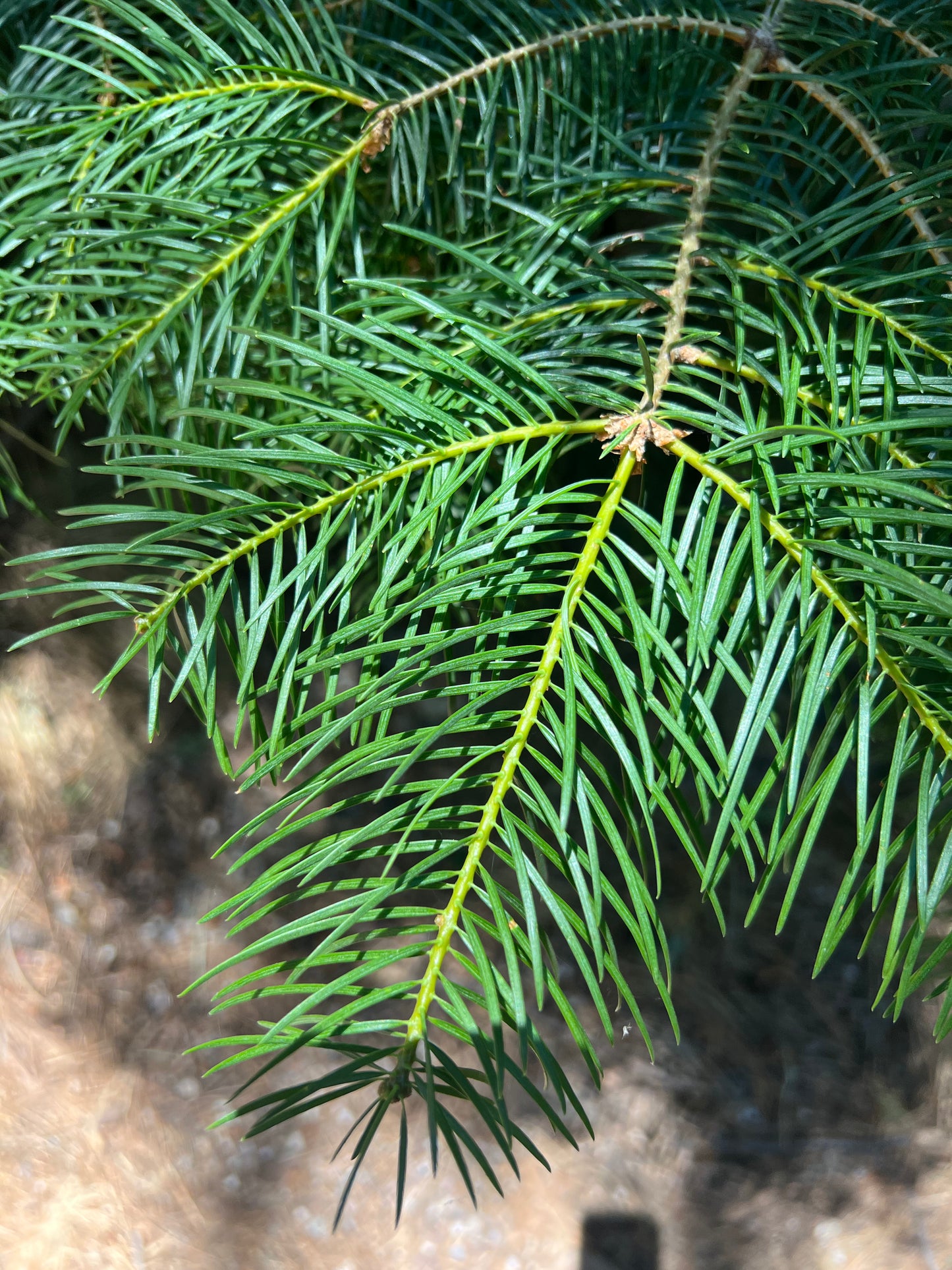 Holy Mountain Hydrosol